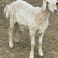 بره