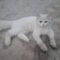گربه خانگی