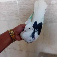 کفتر پرشی