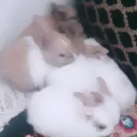 خرگوش بانمک