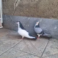 چپ.خوشرنگ