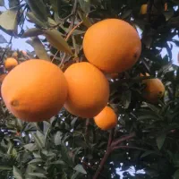 تامسون درجه یک