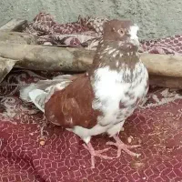 کفتر گمشده مژگانی داره نر هست
