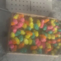 جوجه رنگی