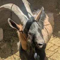 گوسفند آلپاین