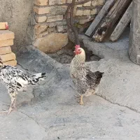دو عدد مرغ