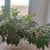 گل شفلرا