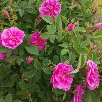 گل محمدی|گل و گیاه طبیعی|شوط, |دیوار