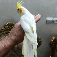 معاوضه کفتر با طوطی
