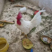 خروس|حیوانات مزرعه|برخوار, |دیوار