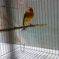 سهره قناری نر