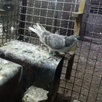 کفتر بمب پرشی