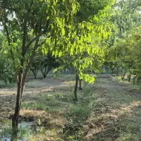 باغ-بانقلان