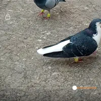 کفتر|پرنده|مشهد, تبادکان|دیوار