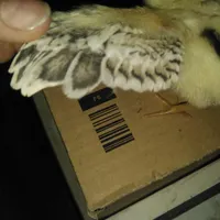 جوجه