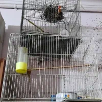 قفس قناری فنچ مرغ عشق جوجه