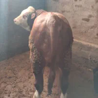 گوساله چاق محلی نر