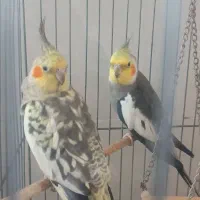 عروس هلندی مولد