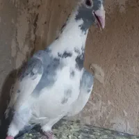 کبوتر