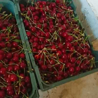آلبالو گیلاسی ۱۸۰ فوری