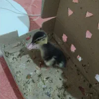 جوجه اردک