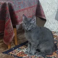 گربه پرشین بریتیش