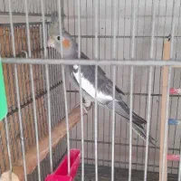 جوجه عروس هلندی دونخور