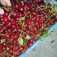 آلبالو مجاری