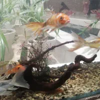 کوی نژاد دار