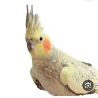 عروس هلندی یک ماهه آماده دستی شدن و سخنگو شدن