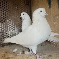 کفتر شازده اصل