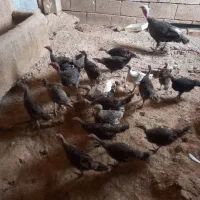 جوجه بوقلمون