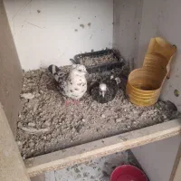 کبوتر با جوجه ۷عدد