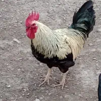 خروس