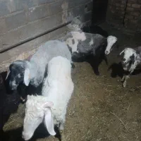 بره نر 750