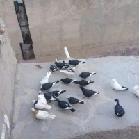 سیاه پلنگ