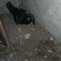 ۲عدد خروس و۱عدد ماده مروغ  چابهاری هستی