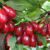 زغال اخته درجه ۱