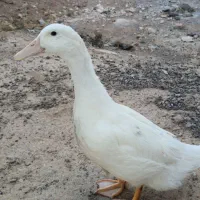جوجه واردک فروشی