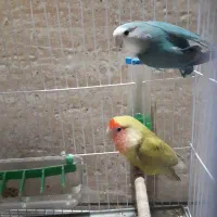طوطی کوتوله برزیلی