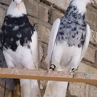 محمل سیاه