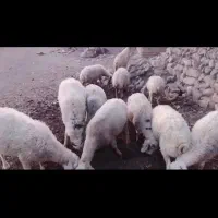 میش اوست برا داشتی