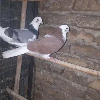 کفتر شازده پرشی ارزنده