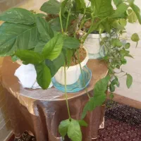 گل طبیعی|گل و گیاه طبیعی|بروجرد, |دیوار