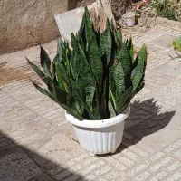 سانسوریا