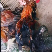 خروس مرندی و گلین چهل تاج