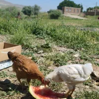 جوجه مرغ 4مله