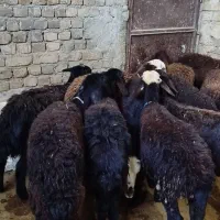 گوسفند و بره ماده