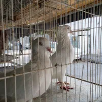 کفتر کبوتر سفیدکاکلی قزوینی