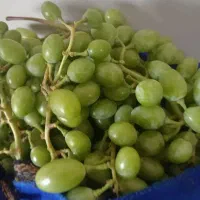 غوره درجه یک گلباف
